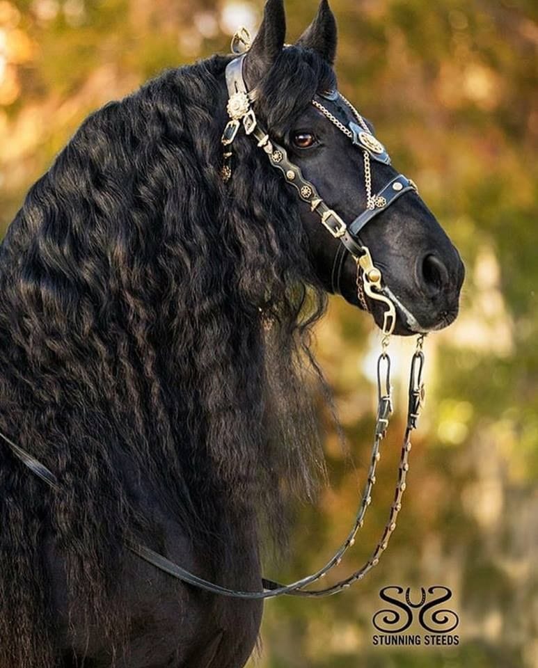 Stunning Steeds - Friesian Horses